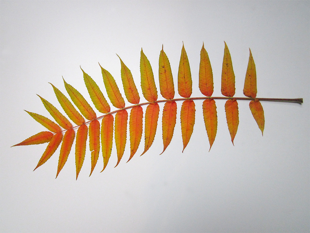 18 - Sanctuary 5 2014