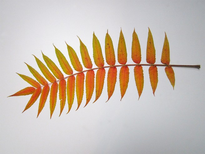 18 - Sanctuary 5 2014