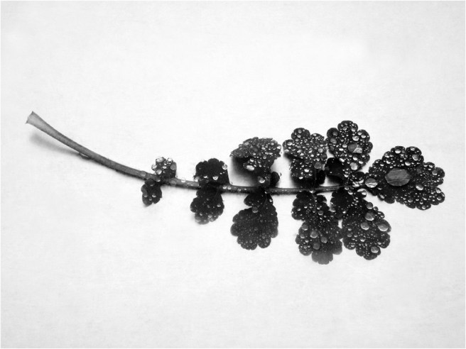 18 - Sanctuary 7 2014