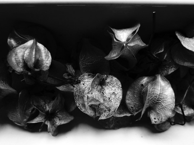 18 - Sanctuary 8 2014