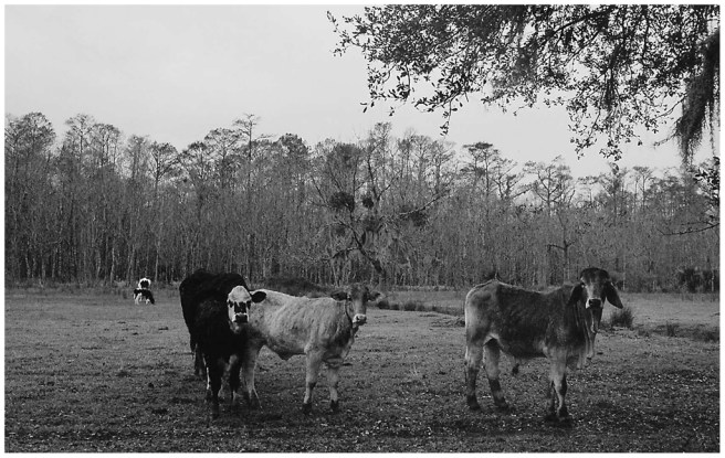 36 - Kraemer Bayou 2