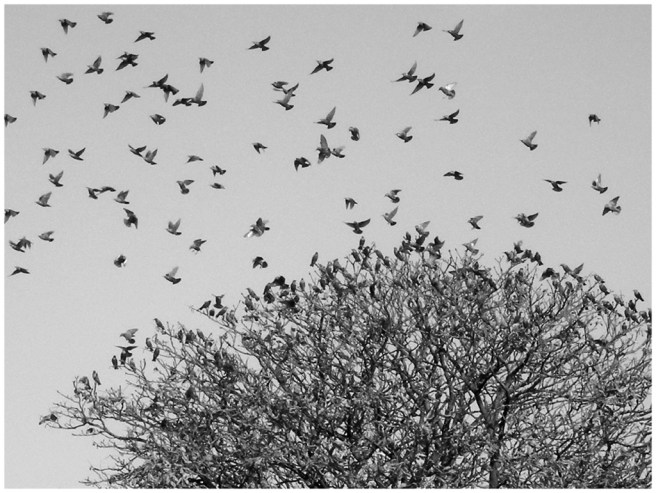 42 - DSCN3058 Breda 2009