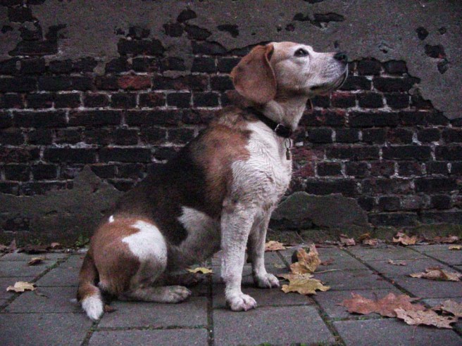 49-B Harvey november 2014 by Gustave