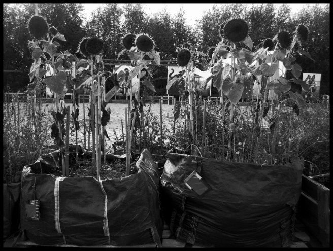 53-img_2876-belcrum-beach-2014