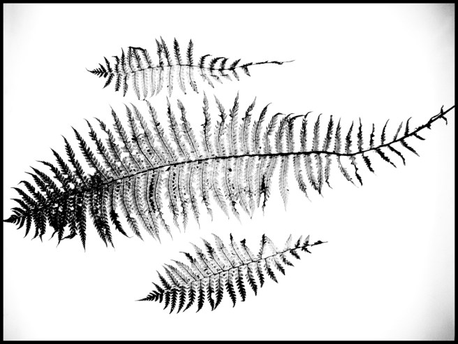 53-img_2908-polypodiopsida-2014