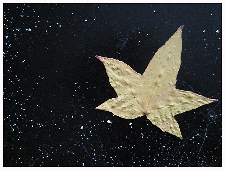 4863_esdoorn_steengruis_zw_tafel_gertrudsdottir_2016