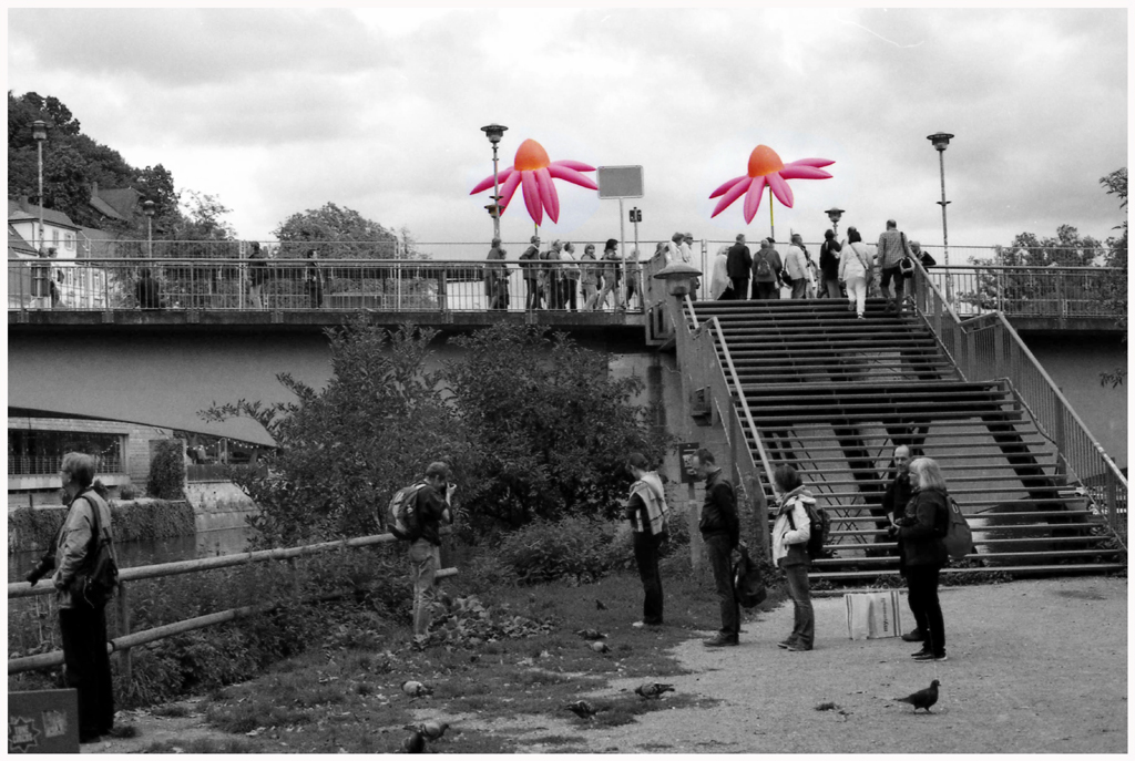 echinaceas_by_gertrudsdottir