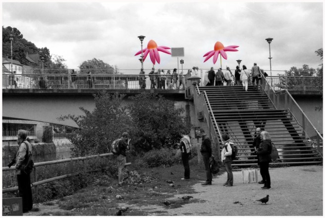 echinaceas_by_gertrudsdottir