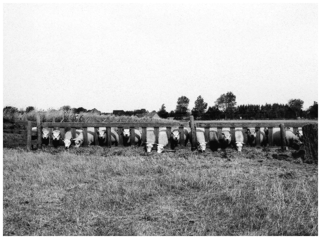 2009-22-06_texel_schapen_gertrudsdottir