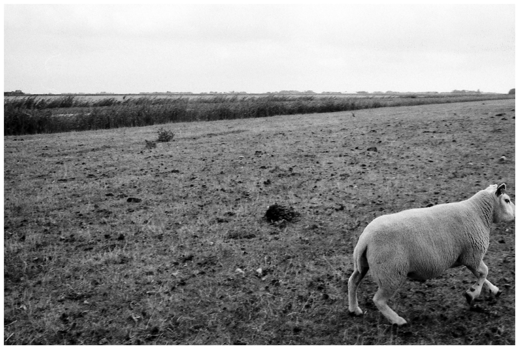 2009-22-11_texel_schaap_gertrudsdottir