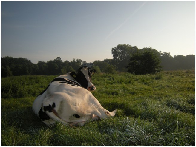 2009-xxxx markdal koe FOTO GERTRUDSDOTTIR