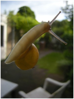 2009-xxxx thuis slak keukenraam FOTO GERTRUDSDOTTIR