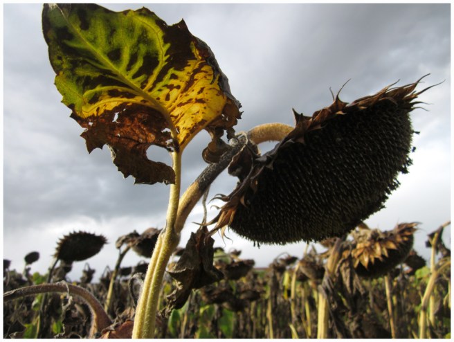2017_5684 zonnebloem lorraine FOTO GERTRUDSDOTTIR