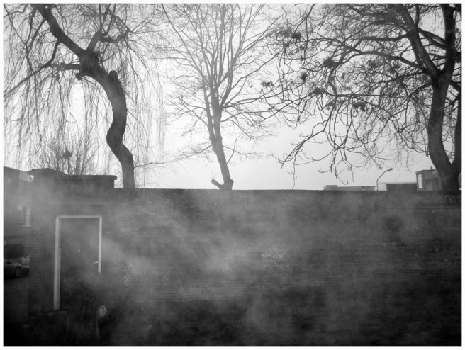 2018-5966 ZWW den vetten os gravenstr adem FOTO GERTRUDSDOTTIR