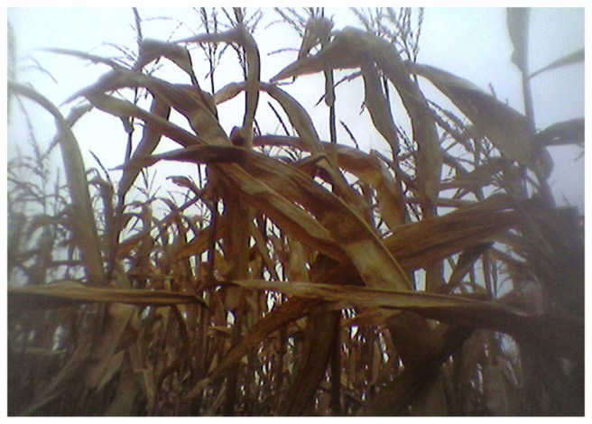 2009-339 mais toycam FOTO GERTRUDSDOTTIR