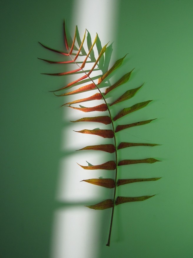 2014_3000 varen lichtbak FOTO GERTRUDSDOTTIR